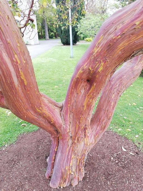  - 2022 Gradina botanica Dublin