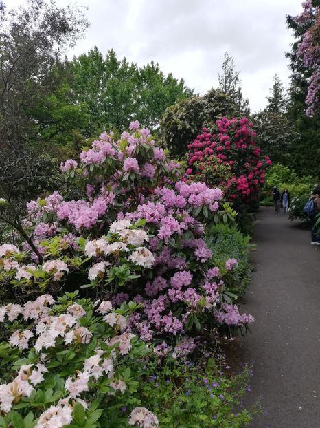  - 2022 Gradina botanica Dublin