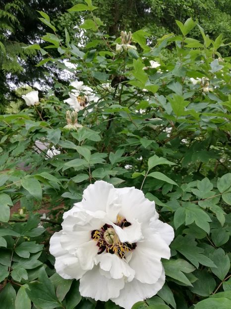  - 2022 Gradina botanica Dublin