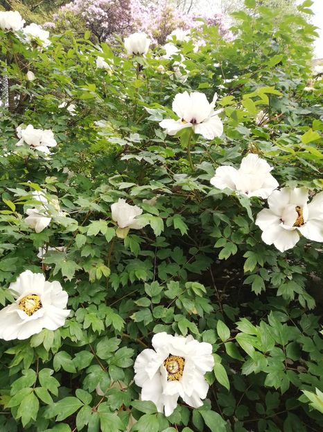  - 2022 Gradina botanica Dublin