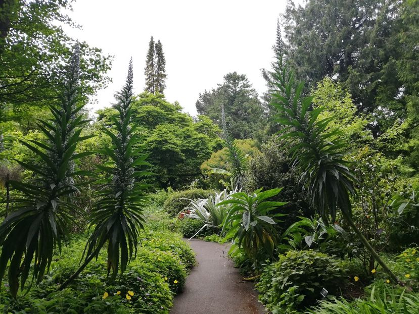  - 2022 Gradina botanica Dublin