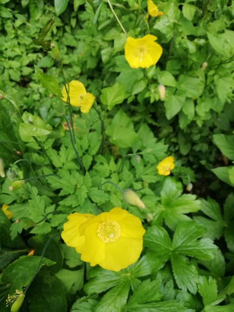  - 2022 Gradina botanica Dublin