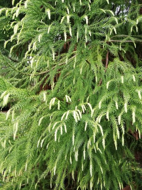  - 2022 Gradina botanica Dublin