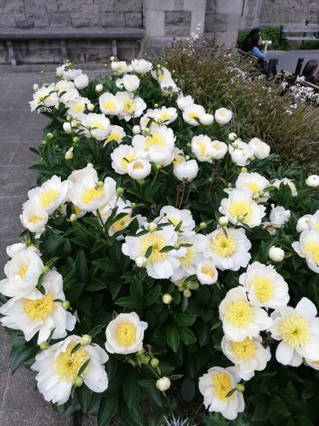  - 2022 Gradina botanica Dublin