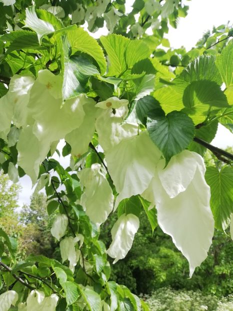  - 2022 Gradina botanica Dublin