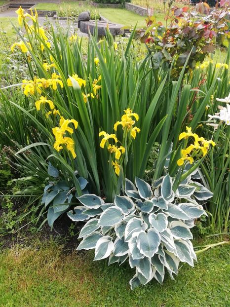  - 2022 Gradina botanica Dublin