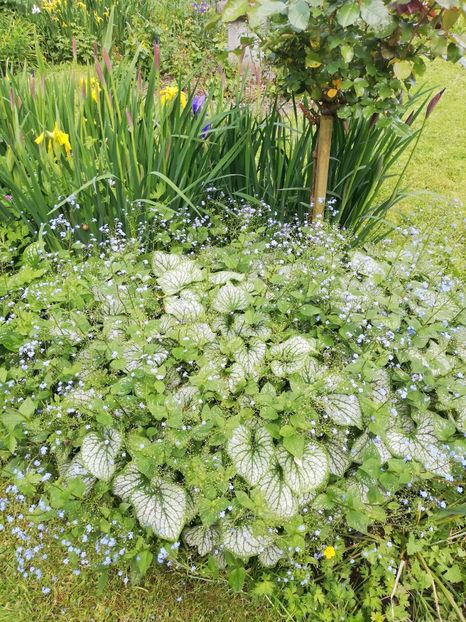  - 2022 Gradina botanica Dublin