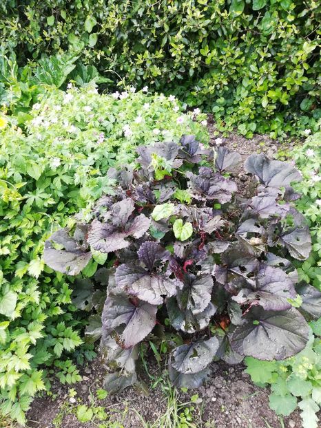  - 2022 Gradina botanica Dublin