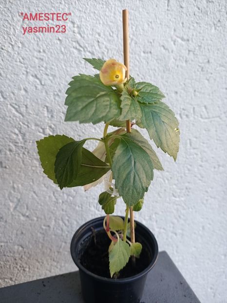 3.10.2022 - Nu știu