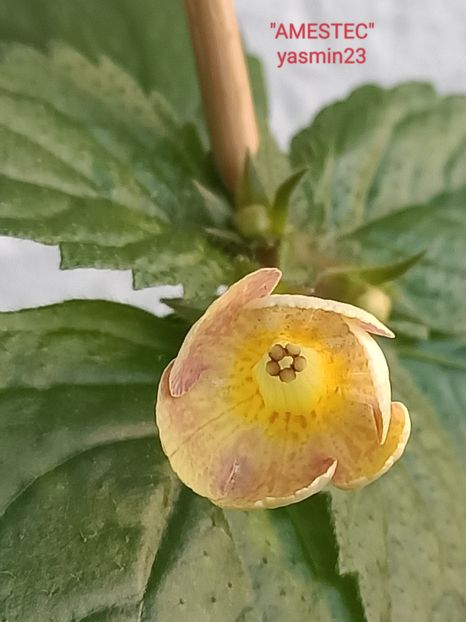 3.10.2022 - Nu știu