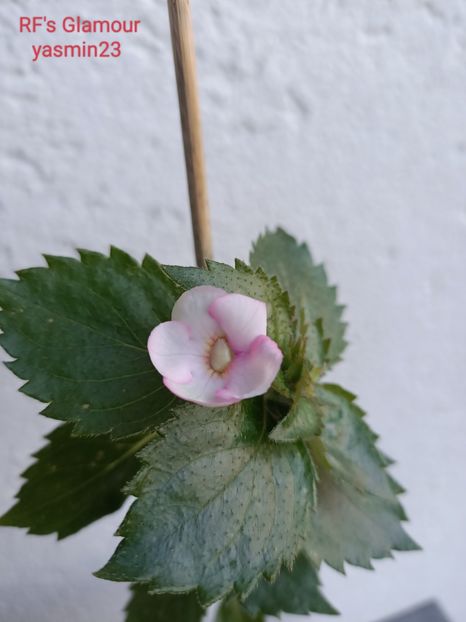 3.10.2022 - Achimenes 2022