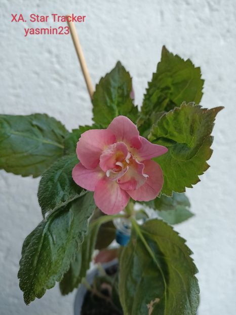 3.10.2022 - Achimenes 2022