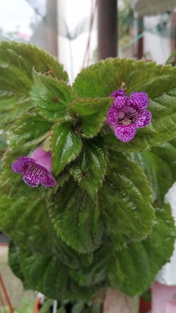  - X3 semania she is dancing