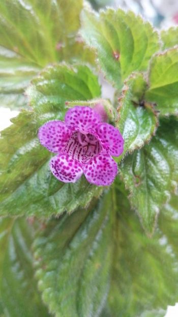  - X3 semania she is dancing