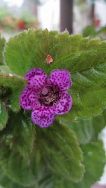  - X3 semania she is dancing