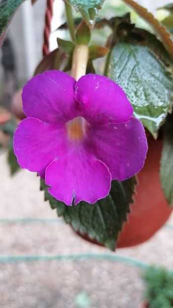  - Brids Luisa mikamo