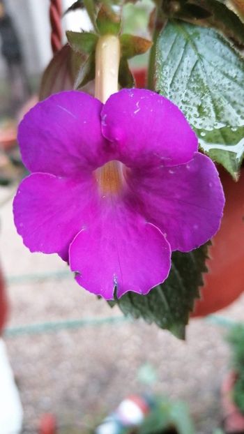  - Brids Luisa mikamo