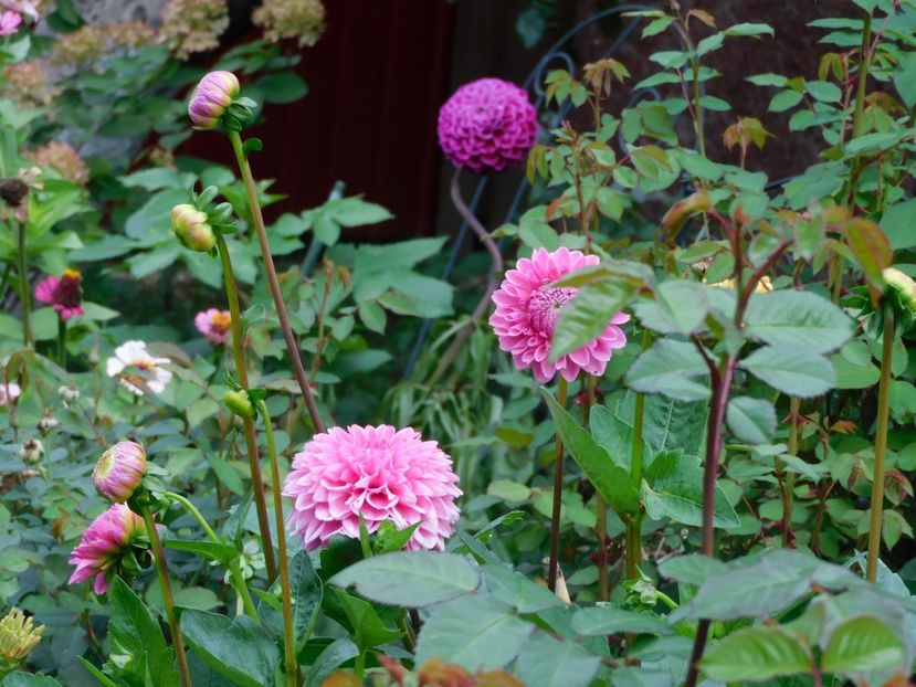 Sandra    Jowey Veronique - xx Colectie dalii