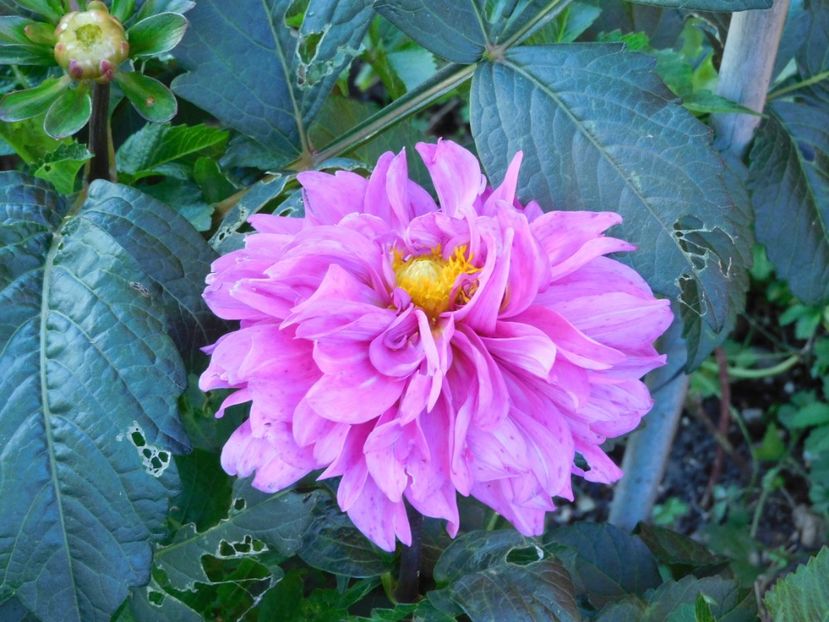 Karma Lagoon - xx Colectie dalii