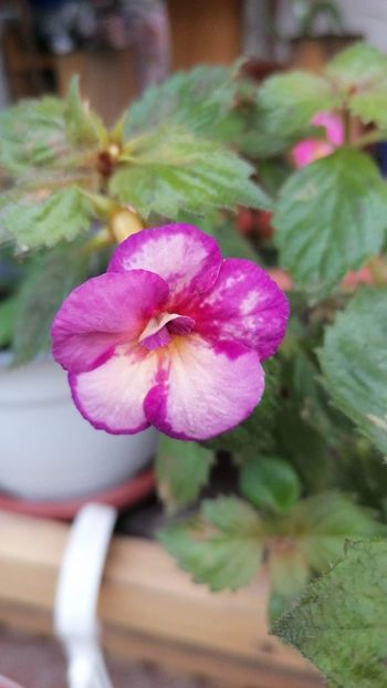  - Blueberry lemon- Erika76