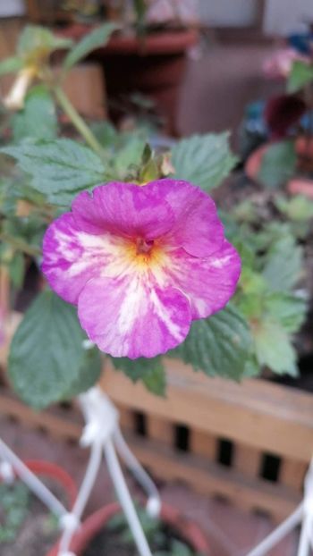  - Blueberry lemon- Erika76