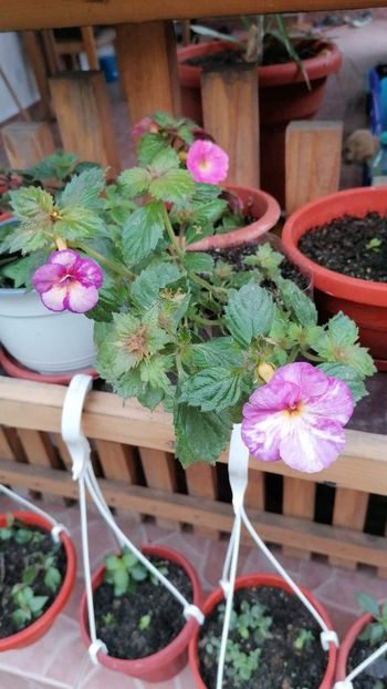  - Blueberry lemon- Erika76