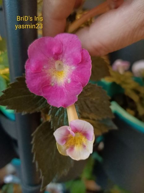 2.10.2022 - BriDs Iris