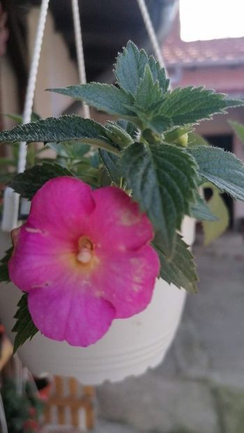  - Brids 70 20 Natalia