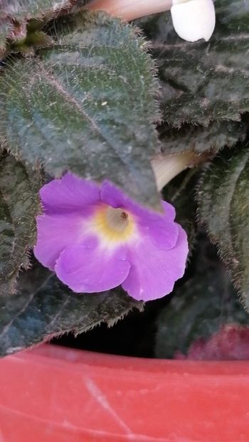  - The lone star- Erika