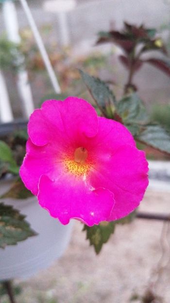  - Brids runa Natalia