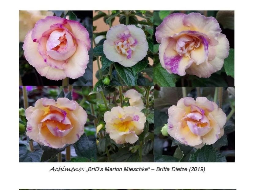  - Brids marion mieschke lucyanna