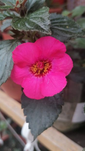  - Summer blitz -erika 76