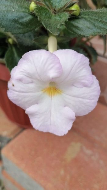  - Big Weiss- Erika76