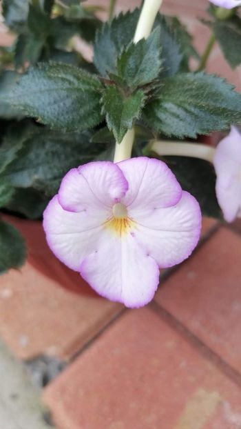  - Big Weiss- Erika76