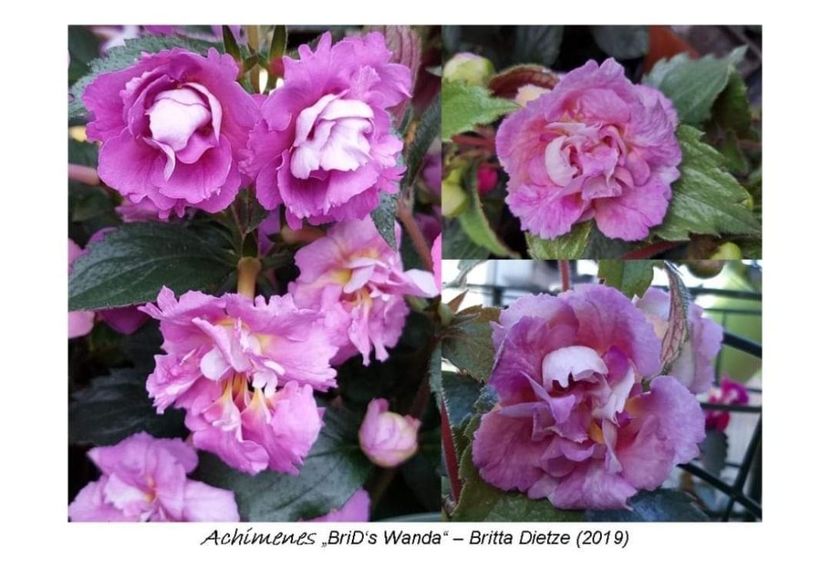  - Brids Wanda lucyanna