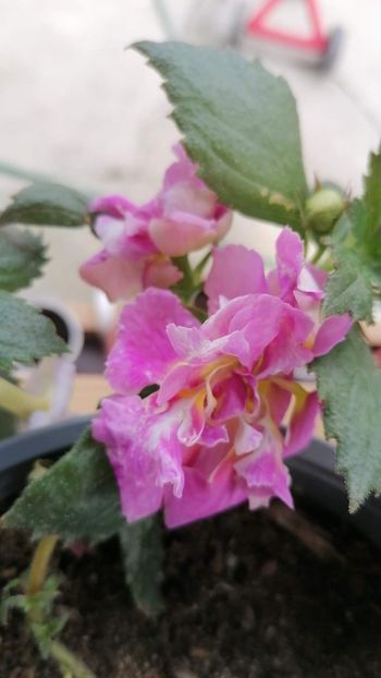  - Brids Wanda lucyanna