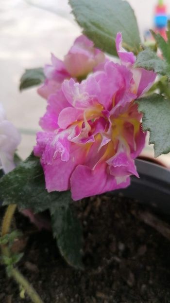  - Brids Wanda lucyanna