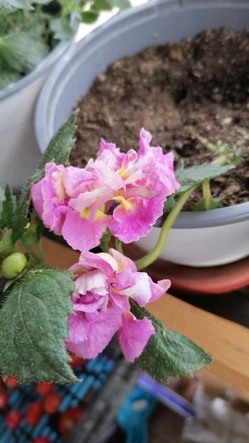  - Brids Wanda lucyanna