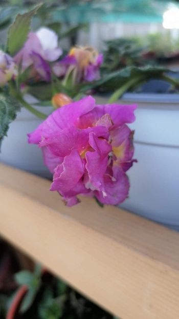  - Brids Wanda lucyanna