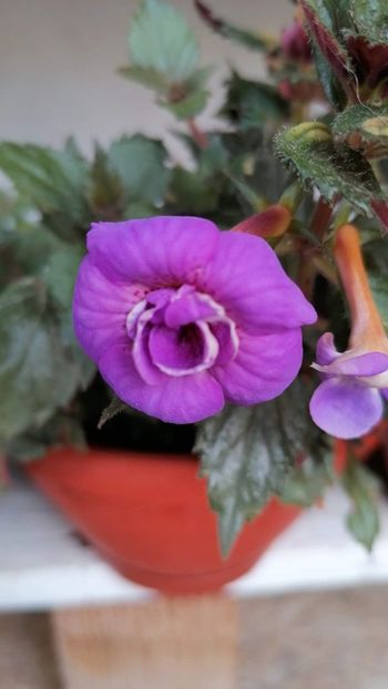  - Fluffy Wambler-deea01