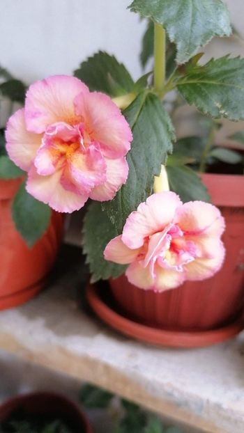  - Amelia vitorino mikamo