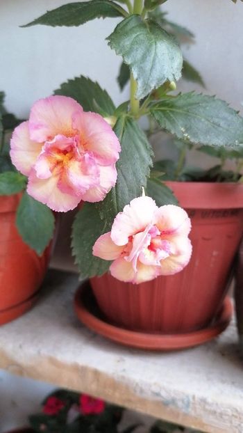  - Amelia vitorino mikamo