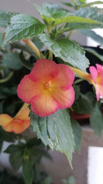  - X2 Achimenantha sorrenta Erika