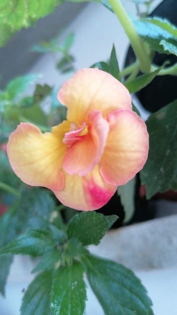  - X2 Achimenantha sorrenta Erika