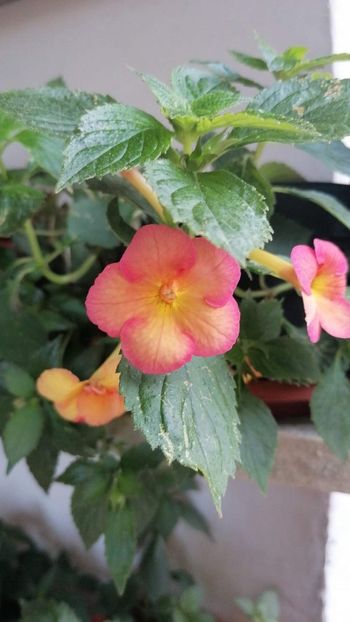  - X2 Achimenantha sorrenta Erika