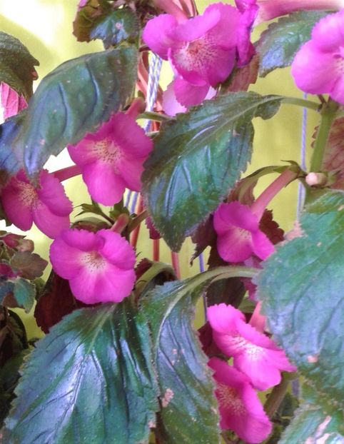 20221004_092023-3 - Frumosi mei achi astazi