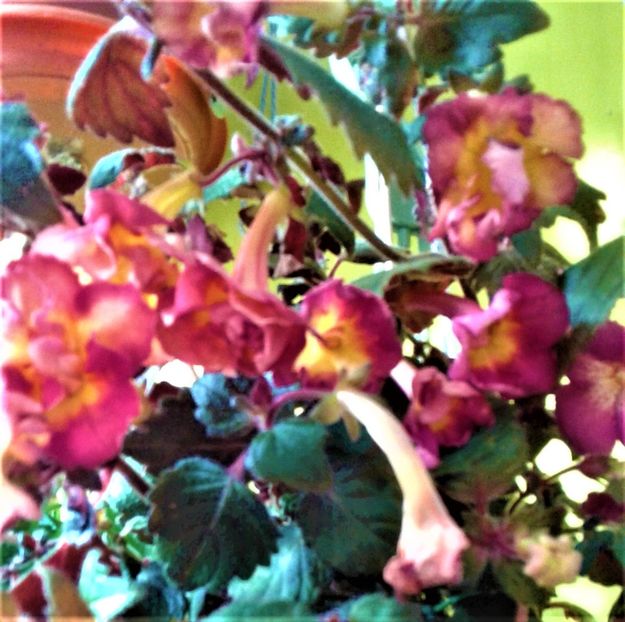 20221004_094556-4 - Frumosi mei achi astazi