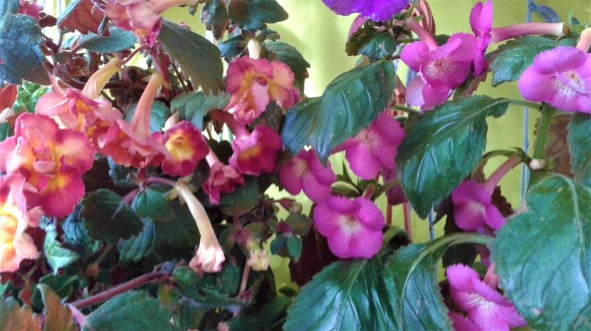 20221004_092014-5 - Frumosi mei achi astazi