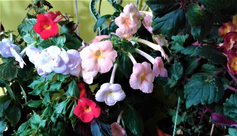  - Frumosi mei achi astazi