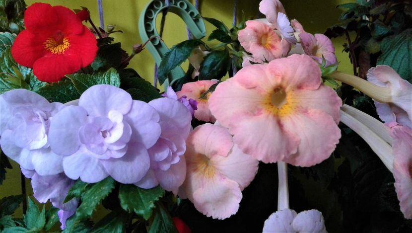  - Frumosi mei achi astazi